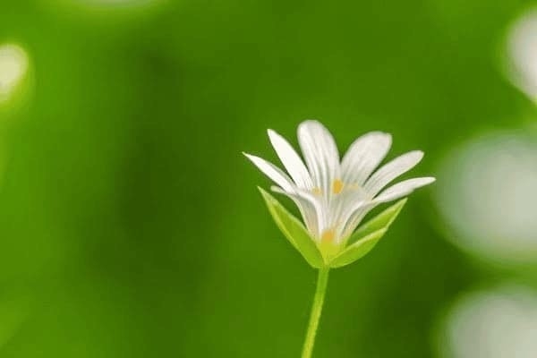 歷史建筑加固的特殊考量，歷史建筑加固，特殊考量與守護(hù)之道 行業(yè)新聞 第2張