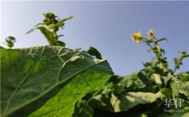 集體土地非農(nóng)建設(shè)的法律后果，集體土地非農(nóng)建設(shè)，不可不知的法律