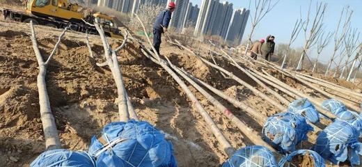 施工后環(huán)境恢復(fù)最佳實踐，施工后環(huán)境恢復(fù)，探索最佳實踐路徑，施工后環(huán)境恢復(fù)的最佳實踐策略，施工后環(huán)境恢復(fù)，達成最佳實踐的要點 行業(yè)新聞 第4張