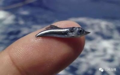 鋼板體積計算的實際應(yīng)用案例，鋼板體積計算，從理論到實際應(yīng)用案例 行業(yè)新聞 第4張