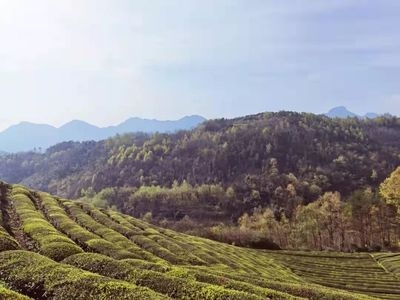 湖北致中和客戶評(píng)價(jià)，湖北致中和，客戶眼中的真實(shí)