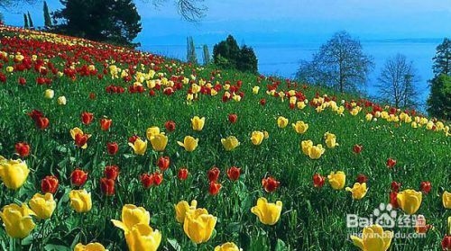 廠房綠化對(duì)環(huán)境的具體益處，廠房綠化對(duì)改善環(huán)境的五大具體益處