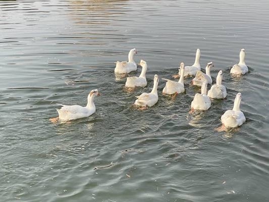 甲級設(shè)計院的市場競爭力優(yōu)勢，甲級設(shè)計院的核心市場競爭力與優(yōu)勢分析