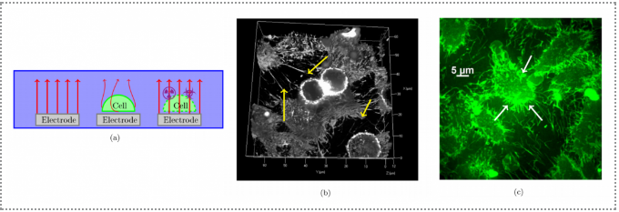 電化學(xué)阻抗譜測試的應(yīng)用范圍