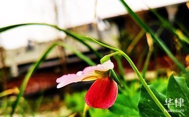 規(guī)劃為商業(yè)用地