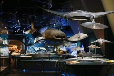 國(guó)家博物館加固對(duì)游客的影響