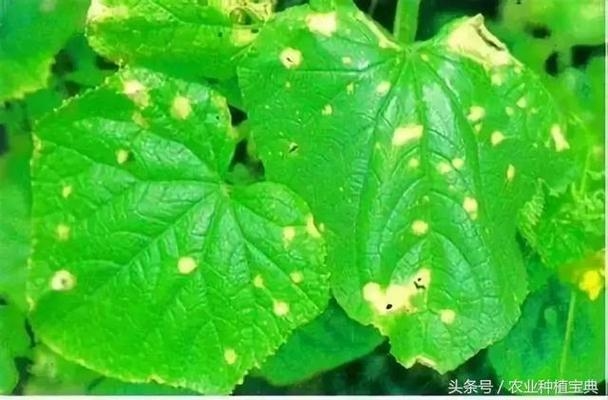 建筑病蟲害防治環(huán)保藥劑選擇