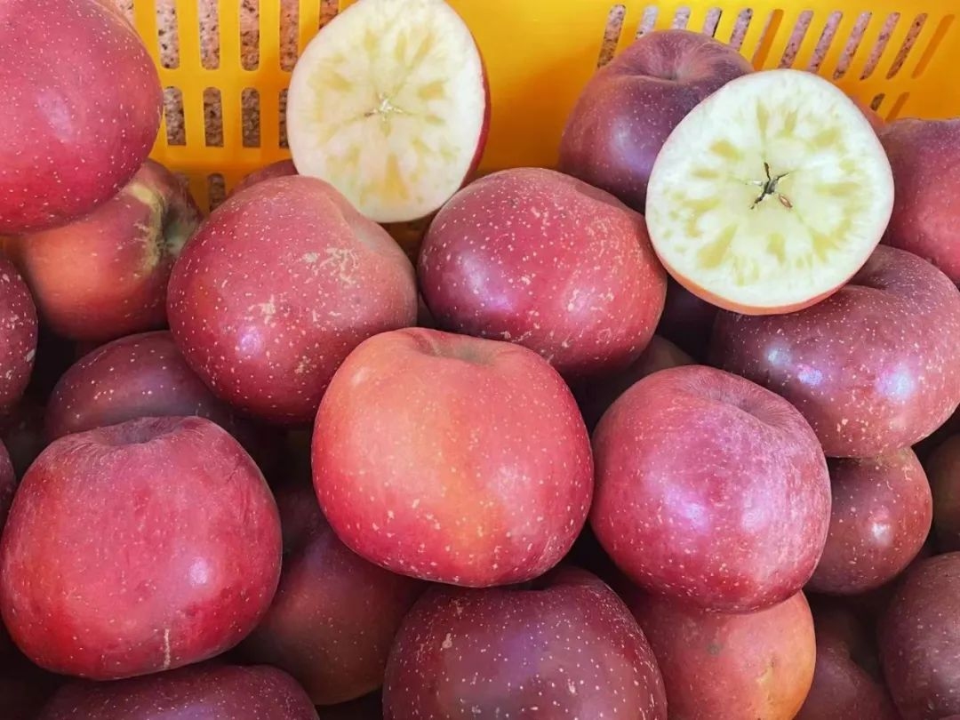 建筑病蟲害防治環(huán)保藥劑選擇