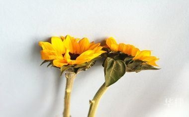 開一家50間房的賓館需要投資多少錢