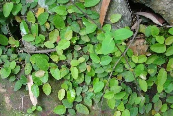 綠化設計對采光的影響，綠化設計對采光 行業(yè)新聞 第5張